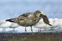 Pacific Gull (Larus pacificus) juvenile feeding on fish prey, Victoria, Australia, sequence 2 of 4
