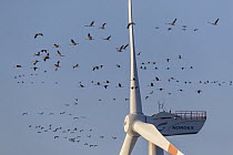 Common Crane (Grus grus) flock flying dangerously close to windmill, Mecklenburg-Vorpommern, Germany