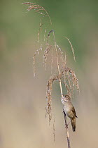 Savi's Warbler (Locustella luscinioides) calling, Poland