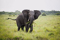 African Elephant (Loxodonta africana) bull in defensive display while feeding, iSimangaliso Wetland Park, KwaZulu-Natal, South Africa