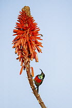 Greater Double-collared Sunbird (Nectarinia afra), Herolds Bay, South Africa