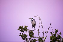 Black-headed Heron (Ardea melanocephala), Herolds Bay, South Africa