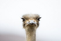 Ostrich (Struthio camelus), Small Karoo, South Africa