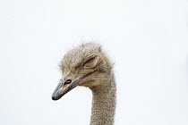 Ostrich (Struthio camelus) sleeping, Small Karoo, South Africa