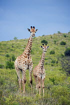 Northern Giraffe (Giraffa camelopardalis) mother and calf, Itala Game Reserve, KwaZulu-Natal, South Africa