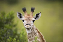Northern Giraffe (Giraffa camelopardalis) calf, Itala Game Reserve, KwaZulu-Natal, South Africa
