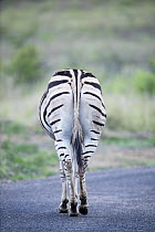 Burchell's Zebra (Equus burchellii) on road, Itala Game Reserve, KwaZulu-Natal, South Africa