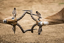 Impala (Aepyceros melampus) males fighting, Mkhuze Game Reserve, KwaZulu-Natal, South Africa