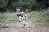 Burchell's Zebra (Equus burchellii) foal running, Mkhuze Game Reserve, KwaZulu-Natal, South Africa