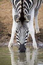 Burchell's Zebra (Equus burchellii) drinking at waterhole, Mkhuze Game Reserve, KwaZulu-Natal, South Africa