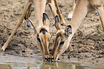 Impala (Aepyceros melampus) pair drinking at waterhole, Mkhuze Game Reserve, KwaZulu-Natal, South Africa