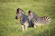 Burchell's Zebra (Equus burchellii) pair, Golden Gate Highlands National Park, South Africa