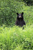Black Bear (Ursus americanus) yearling cub, Minnesota Wildlife Connection, Minnesota