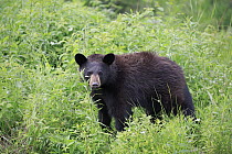 Black Bear (Ursus americanus) yearling cub, Minnesota Wildlife Connection, Minnesota