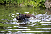 Black Bear (Ursus americanus) yearling cub swimming, Minnesota Wildlife Connection, Minnesota