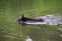 Black Bear (Ursus americanus) yearling cub swimming, Minnesota Wildlife Connection, Minnesota