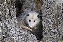 Virginia Opossum (Didelphis virginiana) in tree, Minnesota Wildlife Connection, Minnesota
