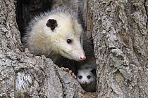 Virginia Opossum (Didelphis virginiana) mother and young in tree, Minnesota Wildlife Connection, Minnesota