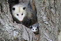 Virginia Opossum (Didelphis virginiana) mother and young in tree, Minnesota Wildlife Connection, Minnesota