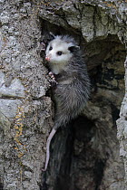 Virginia Opossum (Didelphis virginiana) young climbing tree, Minnesota Wildlife Connection, Minnesota