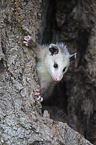 Virginia Opossum (Didelphis virginiana) young in tree, Minnesota Wildlife Connection, Minnesota