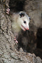 Virginia Opossum (Didelphis virginiana) young, Minnesota Wildlife Connection, Minnesota