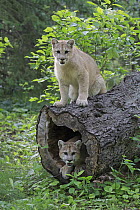 Mountain Lion (Puma concolor) juveniles, Minnesota Wildlife Connection, Minnesota