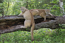 Mountain Lion (Puma concolor) juveniles on log, Minnesota Wildlife Connection, Minnesota