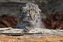 Bobcat (Lynx rufus) kitten, Minnesota Wildlife Connection, Minnesota