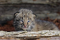 Bobcat (Lynx rufus) kitten, Minnesota Wildlife Connection, Minnesota