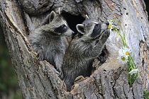 Raccoon (Procyon lotor) young in tree, Minnesota Wildlife Connection, Minnesota