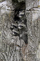 Raccoon (Procyon lotor) young in tree, Minnesota Wildlife Connection, Minnesota