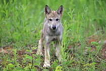 Wolf (Canis lupus) pup, Minnesota Wildlife Connection, Minnesota