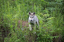 Wolf (Canis lupus) pup, Minnesota Wildlife Connection, Minnesota