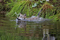 Wolf (Canis lupus) pup swimming, Minnesota Wildlife Connection, Minnesota