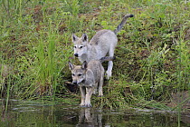 Wolf (Canis lupus) pups, Minnesota Wildlife Connection, Minnesota