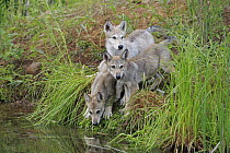 Wolf (Canis lupus) pups, Minnesota Wildlife Connection, Minnesota