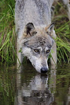 Wolf (Canis lupus) drinking, Minnesota Wildlife Connection, Minnesota