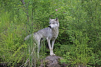 Wolf (Canis lupus), Minnesota Wildlife Connection, Minnesota