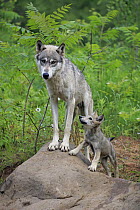 Wolf (Canis lupus) mother and pup, Minnesota Wildlife Connection, Minnesota