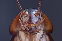 American Cockroach (Periplaneta americana), 2.1x magnification, Barcelona, Spain