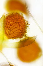 Algae (Characeae) male reproductive organs, Cap de Creus, Catalonia, Spain