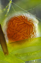 Algae (Characeae) male reproductive organ, Cap de Creus, Catalonia, Spain