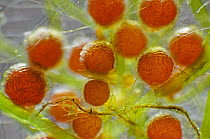 Algae (Characeae) male reproductive organs, Cap de Creus, Catalonia, Spain
