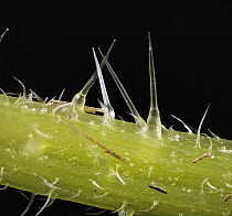 Stinging Nettle (Urtica dioica) trichomes, 13x magnification, Barcelona, Spain