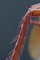 American Cockroach (Periplaneta americana) leg, 2.7 magnification, Barcelona, Spain