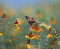 Rufous Hummingbird (Selasphorus rufus) feeding on Mexican Hat (Ratibida columnifera) flower nectar, New Mexico