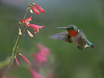 Ruby-throated Hummingbird (Archilochus colubris) feeding on flower nectar, Arkansas