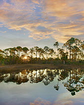 Pine (Pinus sp) trees at sunrise, St. Joseph Bay State Buffer Preserve, Florida