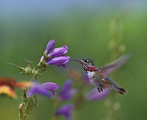 Calliope Hummingbird (Stellula calliope) feeding on Beard-tongue (Penstemon sp) flower nectar, New Mexico